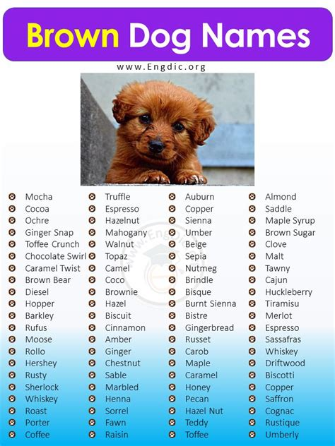 exotic brown dog names girl with meaning