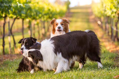 Mystiqview Border Collies