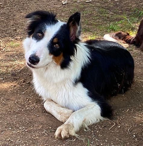 Ozziedust Border Collies