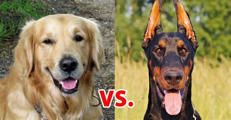 doberman vs golden retriever boyfriend