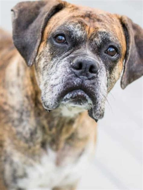 oldest boxer dog alive