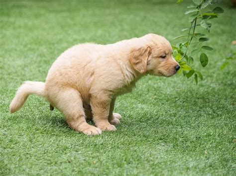 how long does it take to potty train a golden retriever puppy