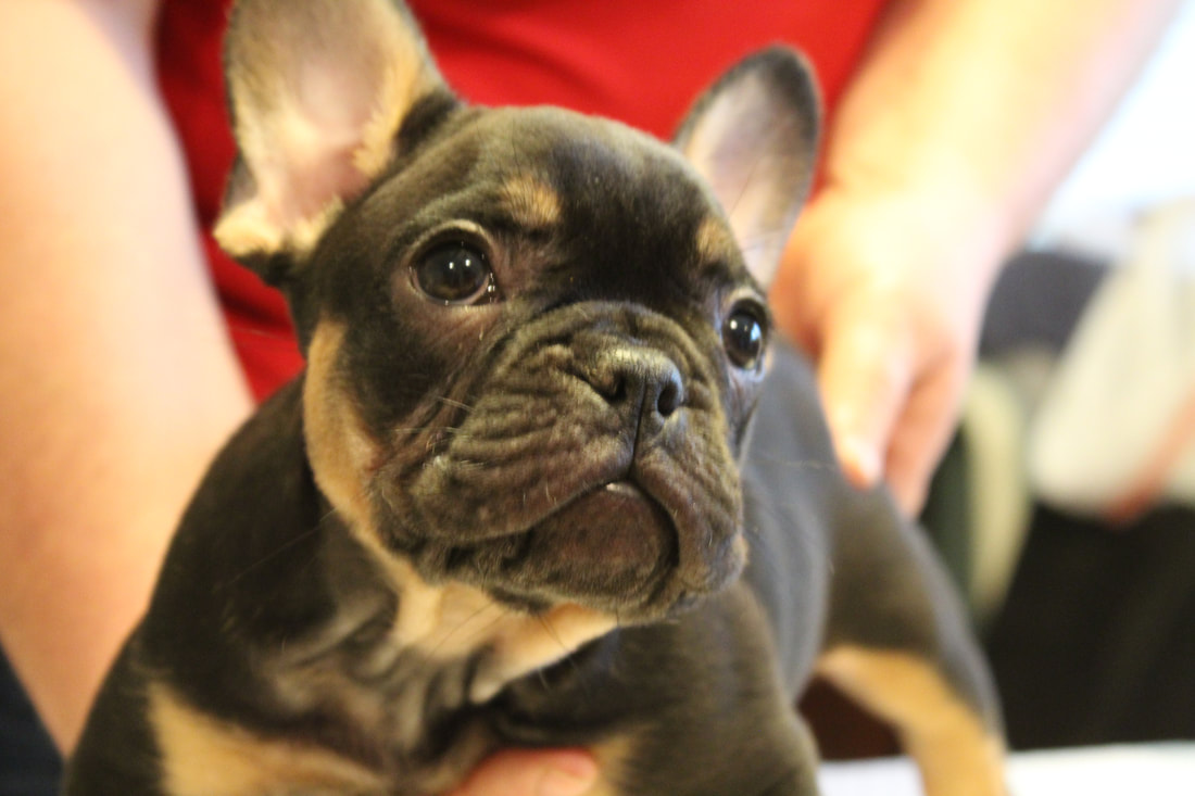 black and tan tri color french bulldog