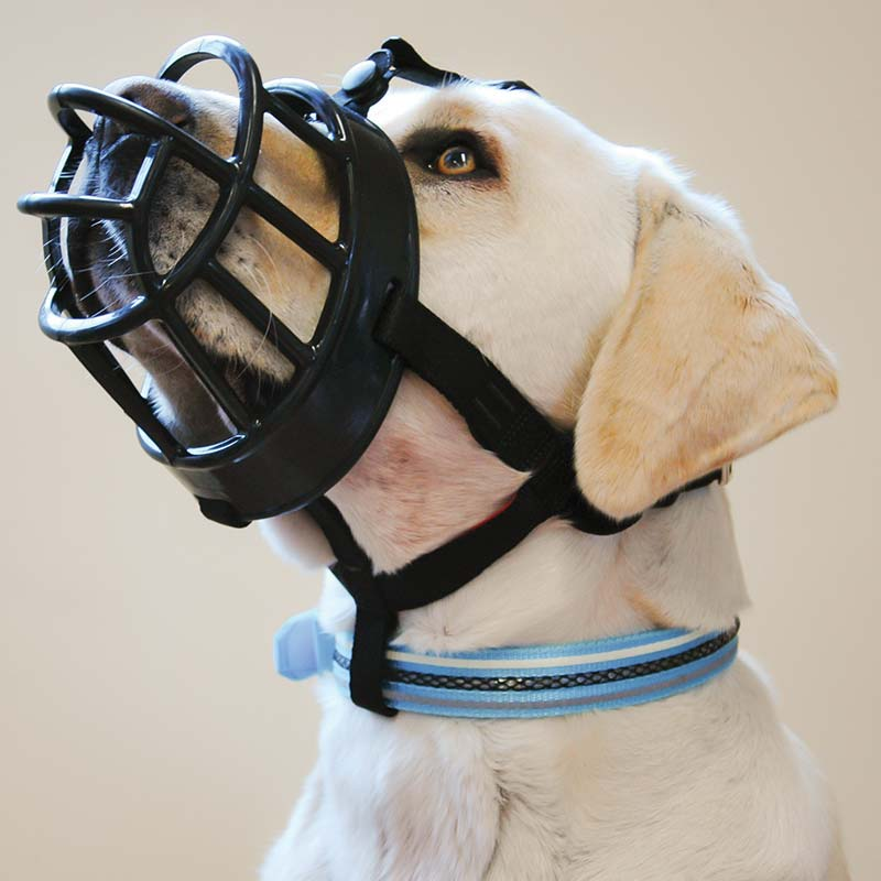 canine basket muzzle