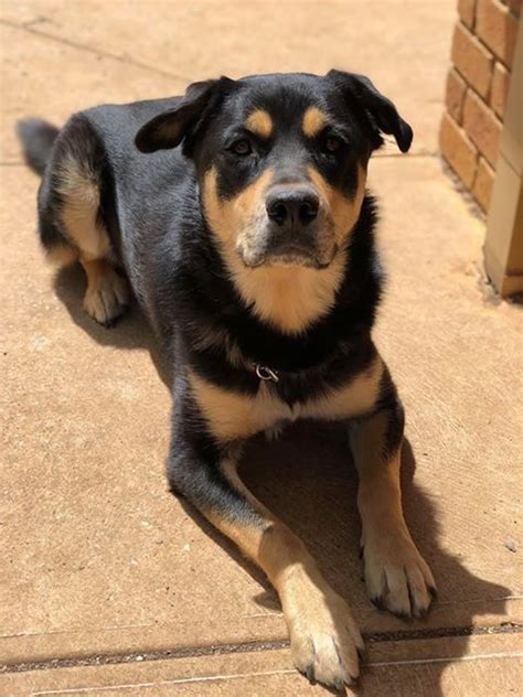 alaskan malamute cross rottweiler