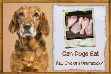 can dogs eat raw chicken drumsticks