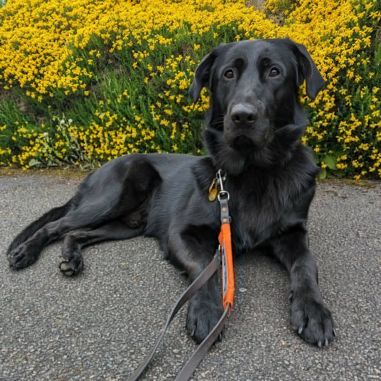 black lab german shepherd golden retriever mix