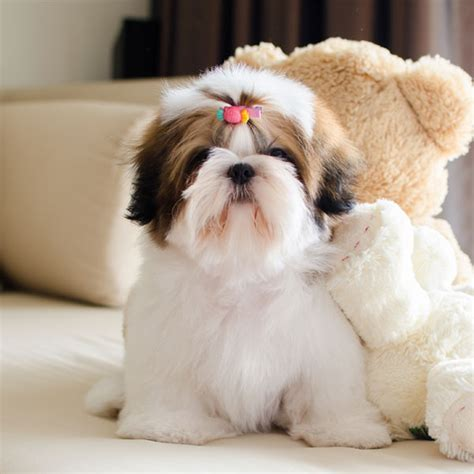 shih tzu puppies for sale under $400 in florida