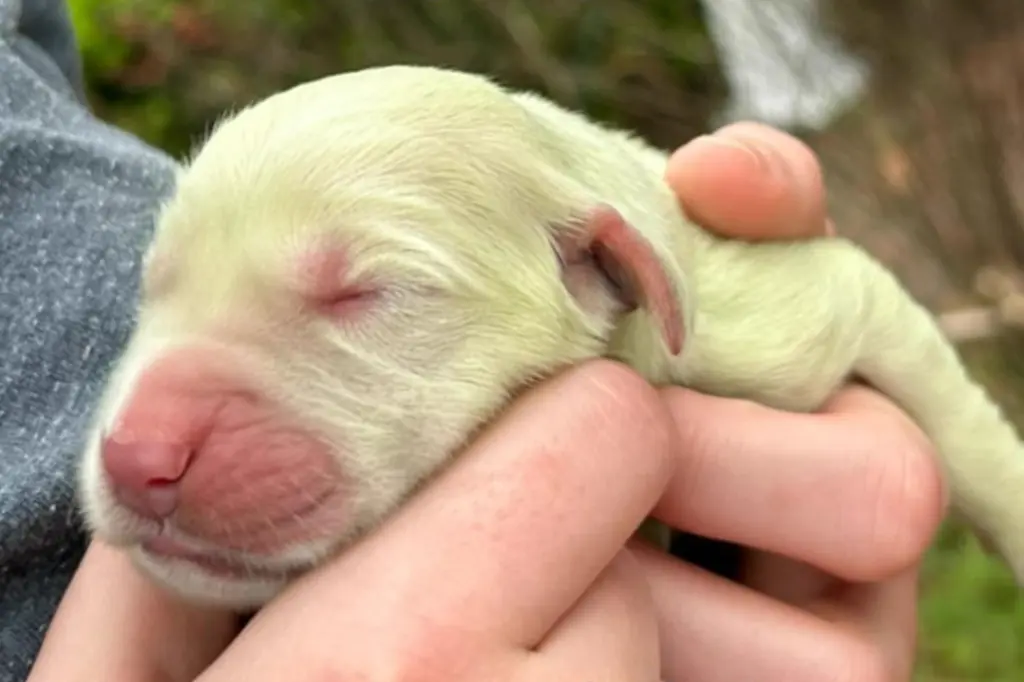 shamrock golden retriever