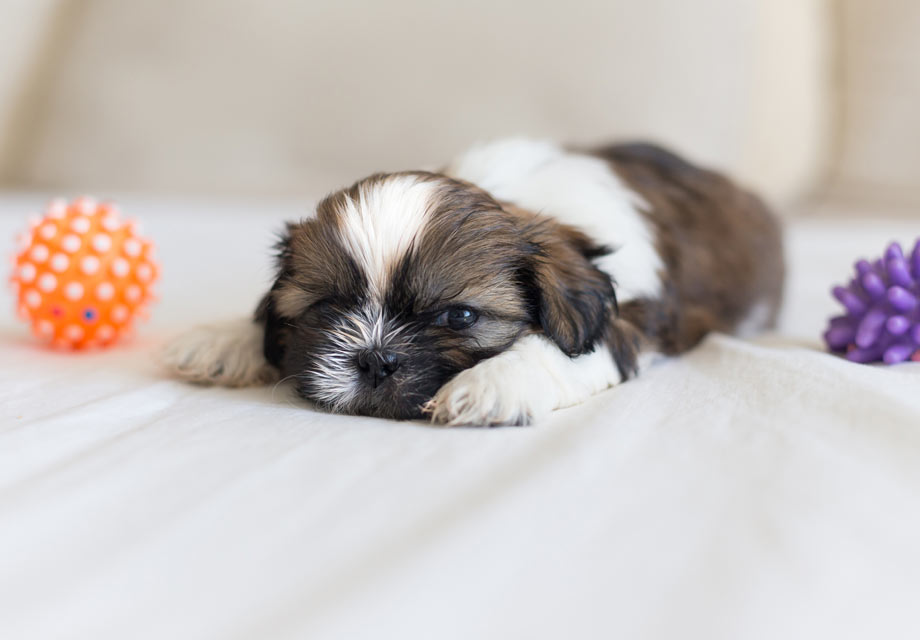 shih tzu puppies for sale in michigan under $500