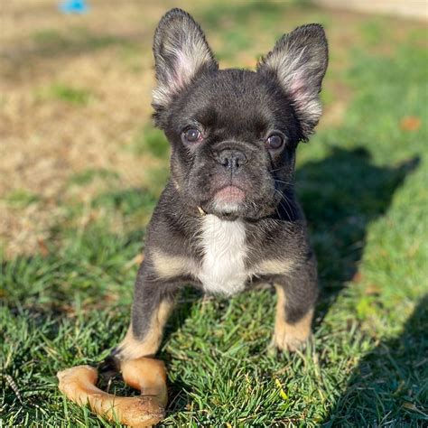 black fluffy french bulldog for sale