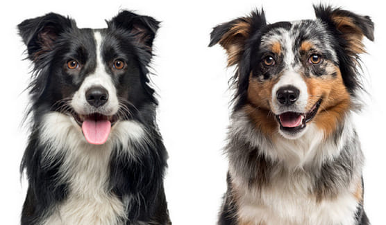 australian shepherd vs border collie family pet