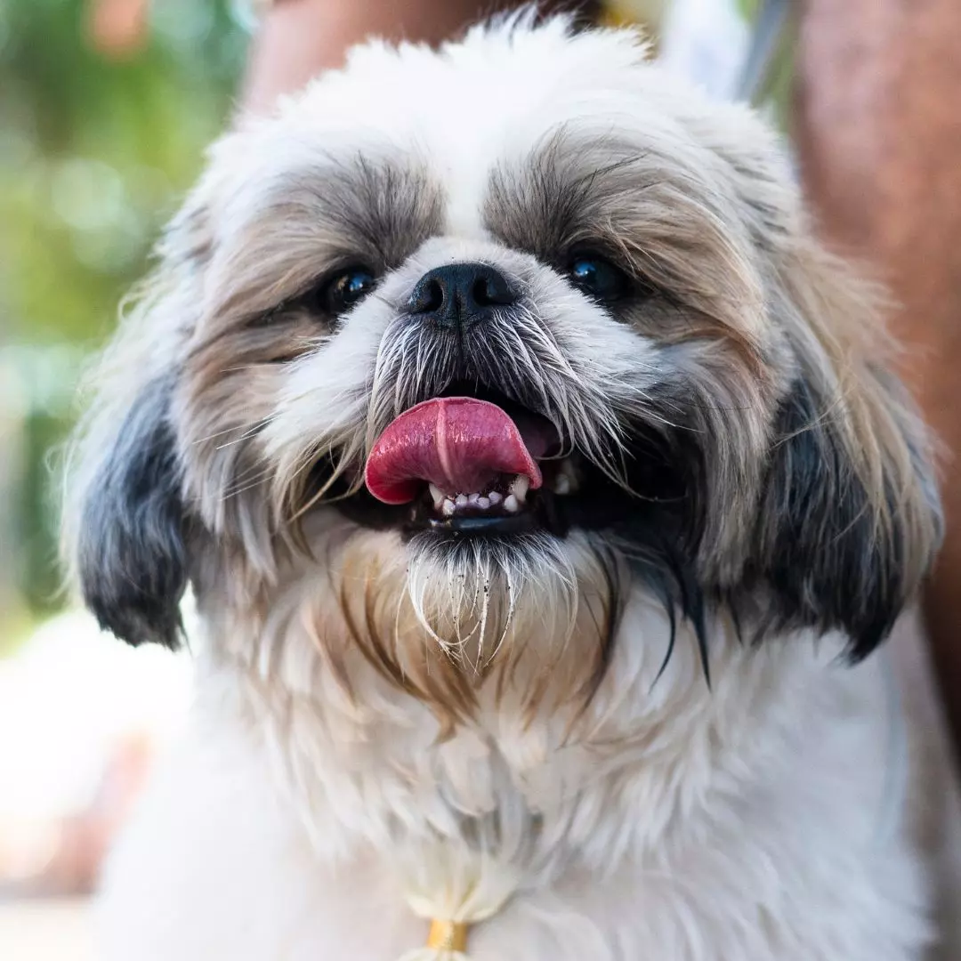 high point shih tzu