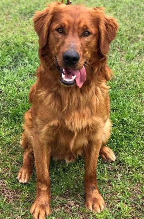 dark red golden retriever puppies for sale uk