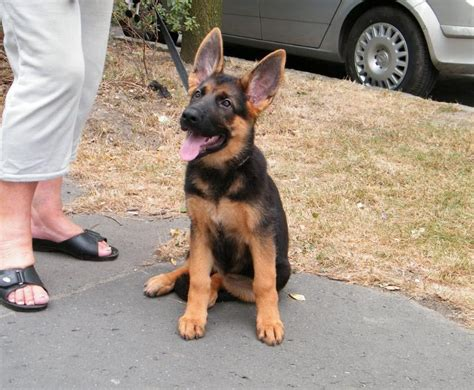 3 month old german shepherd size