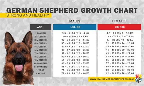 average weight of a female german shepherd at 5 months