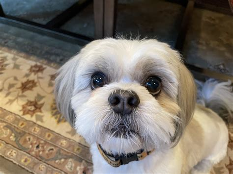 aggressive shih tzu