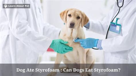 will my dog die from eating styrofoam