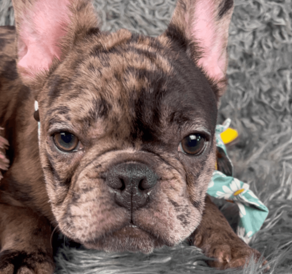 testable chocolate merle french bulldog