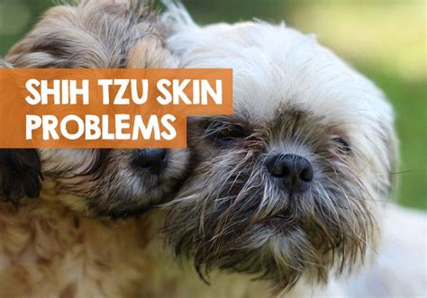 shih tzu skin problems