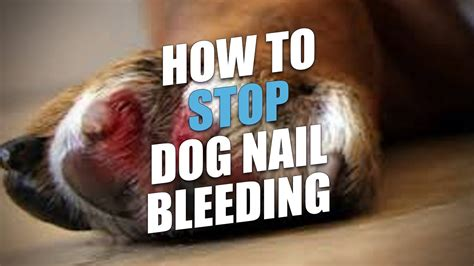 can you use cornstarch to stop a dog and 39 s nail from bleeding