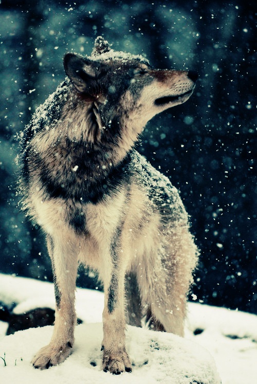 SNOW-WOLF.jpg