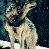 SNOW-WOLF