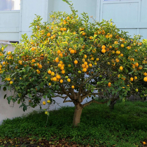 Meyer lemon tree 3