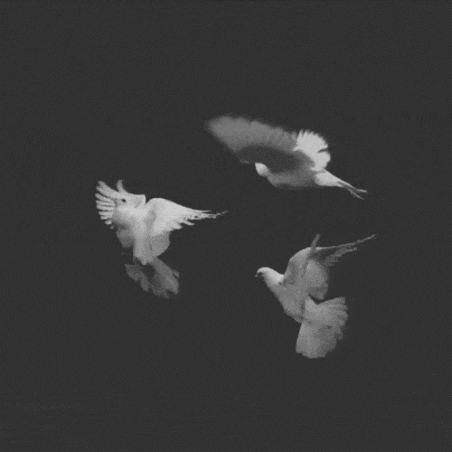 doves