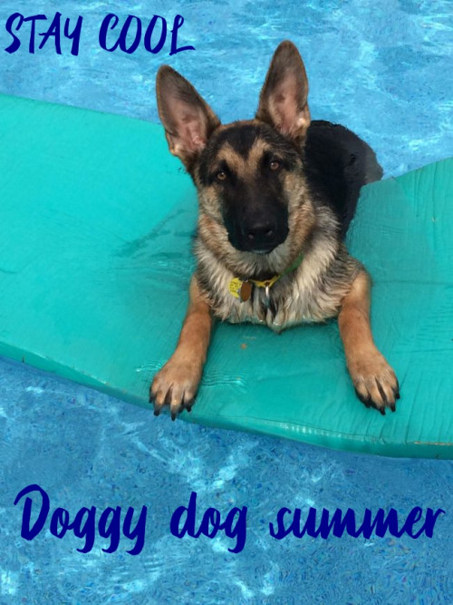 STAY COOL DOGGY DOG SUMMER