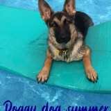 STAY-COOL-DOGGY-DOG-SUMMER