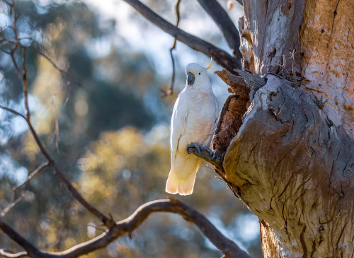 Sulphur-crested cockatoo: Adult inspecting a nesting hollow