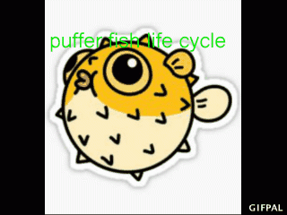 Sofiia Pufferfish Life Cycle