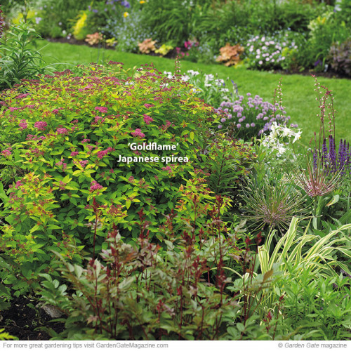 Get the best advice on the way for pruning Spirea and find them blooming once again. Learn the three easy ways to prune them, you can choose the one that you find the best and you are on the go. https://www.gardengatemagazine.com/newsletter/2013/05/14/pruning-spirea