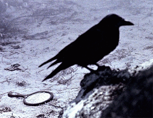 mirror and crow