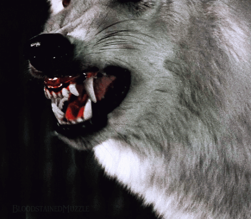 white wolf