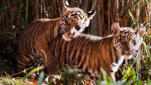 TIGER CUBS