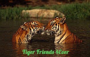 TIGER-FRIEND-4EVER.jpg