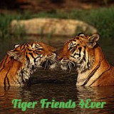 TIGER-FRIEND-4EVER