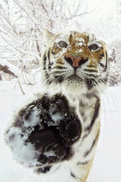 TIGER-HI-5.jpg