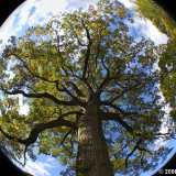 TREE-IN-BUBBLE