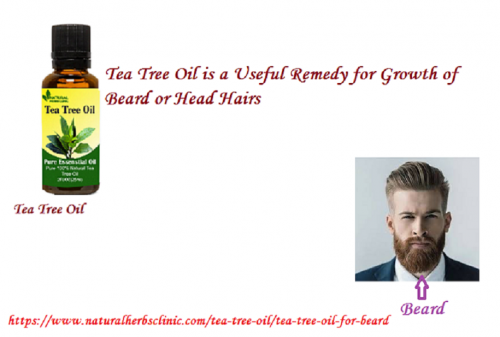 Tea Tree oil for Beard is that component of your beard most responsible for its fighting properties. Regular use of it makes your beard crispy and clean.... https://www.naturalherbsclinic.com/tea-tree-oil/tea-tree-oil-for-beard
