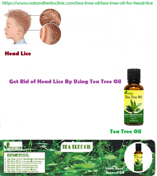 Tea Tree oil for Head Lice can be spread by contact with clothing, such as hats and jackets, and personal items like brushes and towels so try to clean them carefully.... https://www.naturalherbsclinic.com/tea-tree-oil/tea-tree-oil-for-head-lice