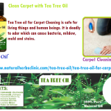 Tea-Tree-oil-for-Carpet-Cleaning---Natural-Essential-Oils---Natural-Herbs-Clinic