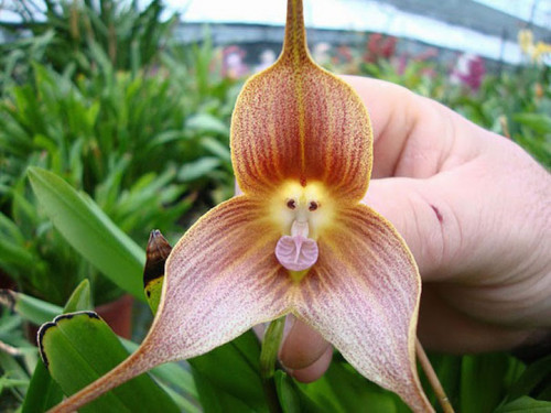 This orchid Dracula Simia is epiphytic and forms the face of a monkey. It blooms at any season and e