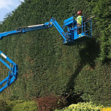 Tree-Surgery-Dublin