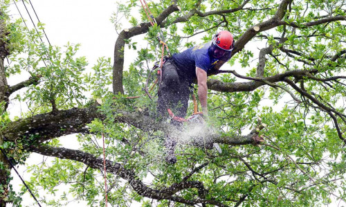 Tree Surgery services posses the expertise and experience at https://goodfellers.ie/tree-surgery/
Find us on : https://goo.gl/maps/rwTpdt4D9eB2
No matter if you only need a few stumps ground down or an entire tree removed from your property, hiring one of the Tree Surgery services in your area will be very advantageous. These pros know all too well that trees that are maintained are wonderful additions to your landscape, but poorly maintained trees are unsightly and potentially dangerous.
My Social :
https://www.reddit.com/user/treesurgeondublin/
https://profiles.wordpress.org/treesurgeondublin
https://treesurgeondublin.wordpress.com
https://www.ted.com/profiles/10105723

Goodfellers Tree Care & Property Maintenance

19 kilbreena Crescent, Dunboyne, Co. Meath, Ireland, A86 VN22
Call Us : +353 85 828 1017
Email: info@goodfellers.ie
Open 24 Hours

Deals In....
Tree Surgeon
Tree Surgeon Dublin
Tree Surgeons
Tree Surgery
Tree Surgery Dublin