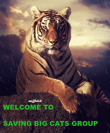 WELCOME-TO-SBC-GROUP-TIGER-IN-RAIN.gif