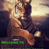 WELCOME-TO-SBC-GROUP-TIGER-IN-RAIN