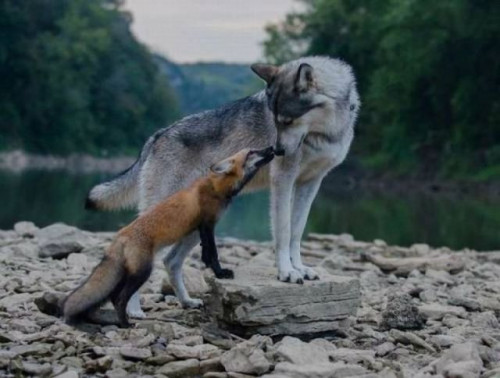 WOLF-AND-FOX-ON-ROCK.jpg